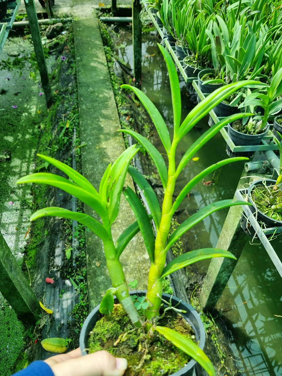 HOA LAN DENRO NẮNG UTHAI