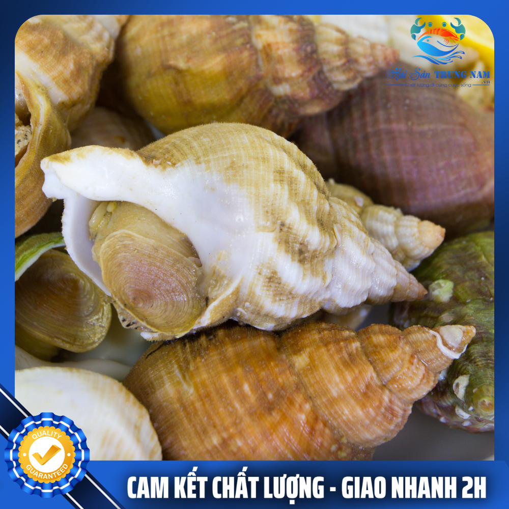 Ốc Bulot Pháp Nhập Khẩu Size 30-40 Con (Túi 1KG)