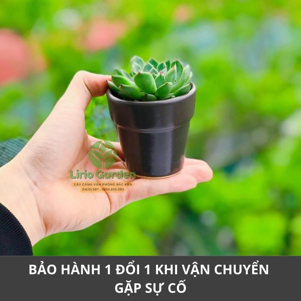cây sen đá kèm chậu kích thước 7x7cm [ sen gửi ngẫu nhiên , tặng kèm đất trồng ]