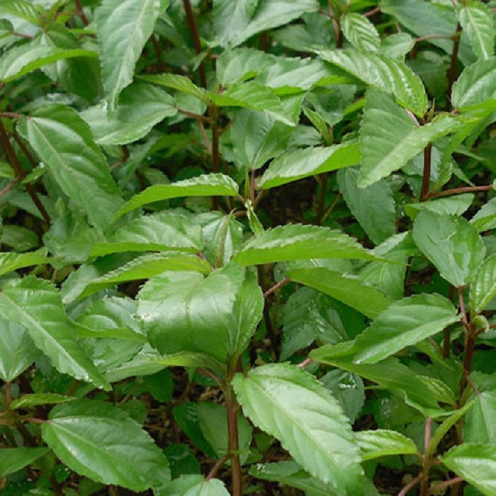 Hạt giống đay đỏ (lá nhỏ, giống bản địa, ăn ngon)