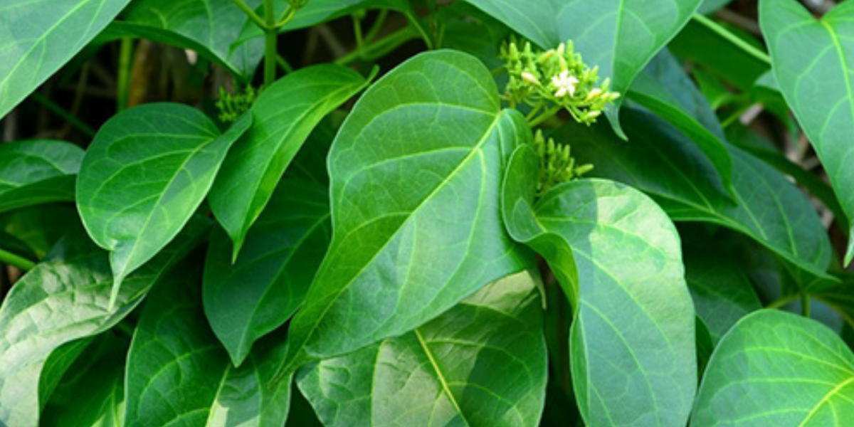 cây thìa canh lá lớn giống