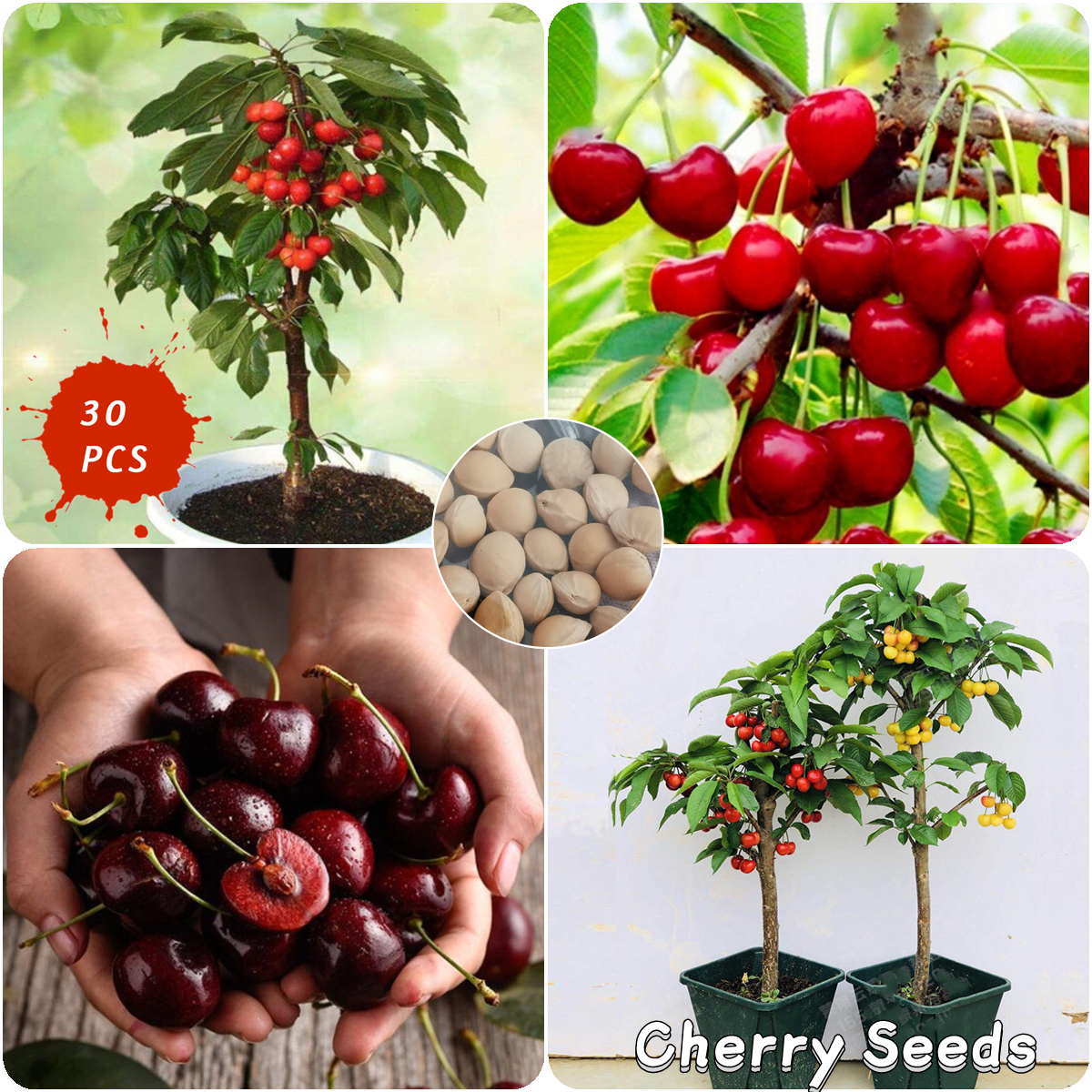 200 American Giant Blueberry Fruit Seeds Germination 95 Rare Fruit Tree ...