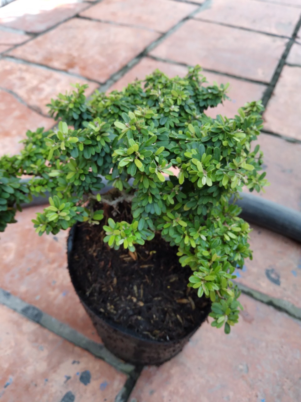 Cây Linh Sam Bonsai - cây cảnh bonsai