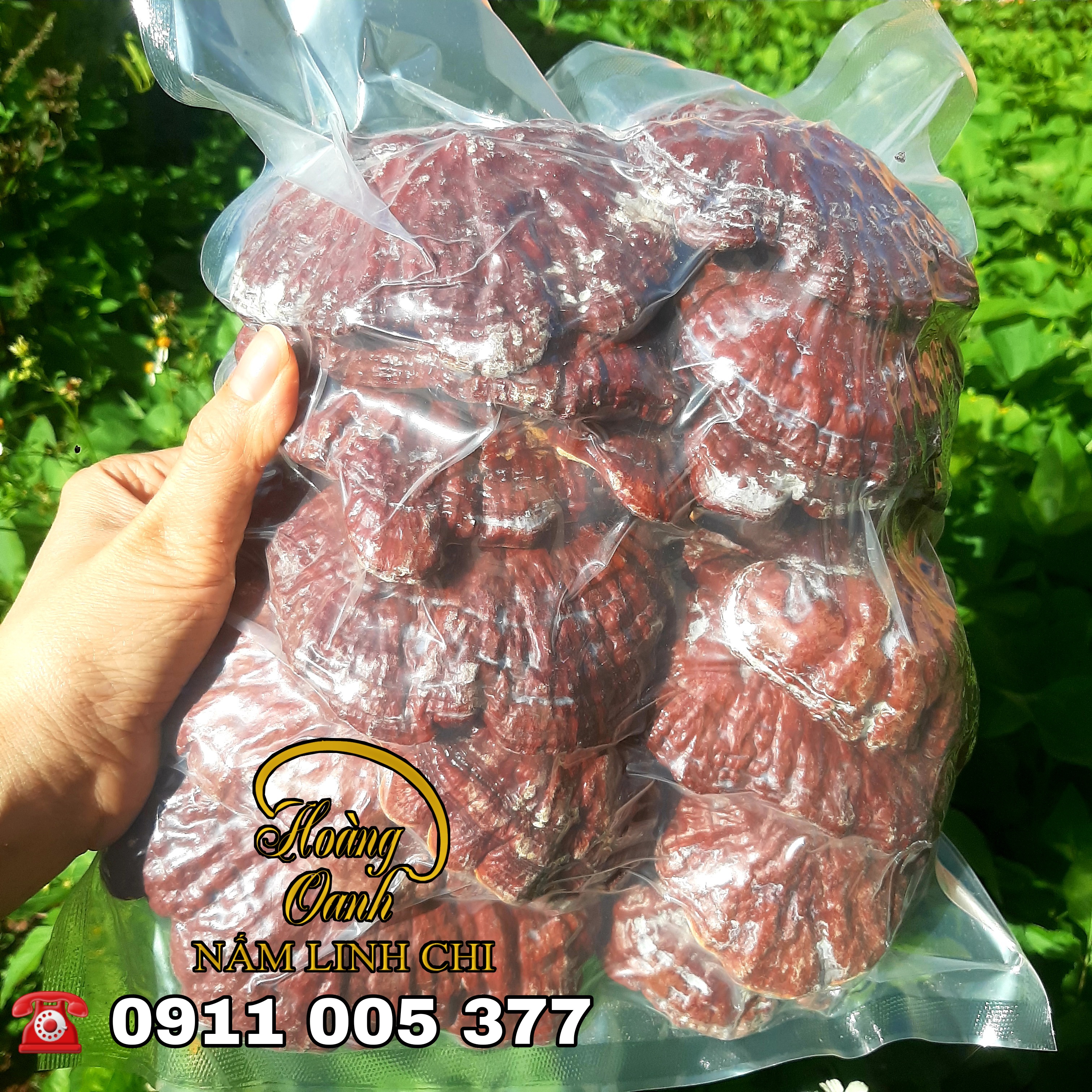 Nấm Linh Chi Đỏ 500g - HỒNG CHI NHẬT BẢN (Hồng Chi giống Nhật Bản trồng tại Việt Nam)