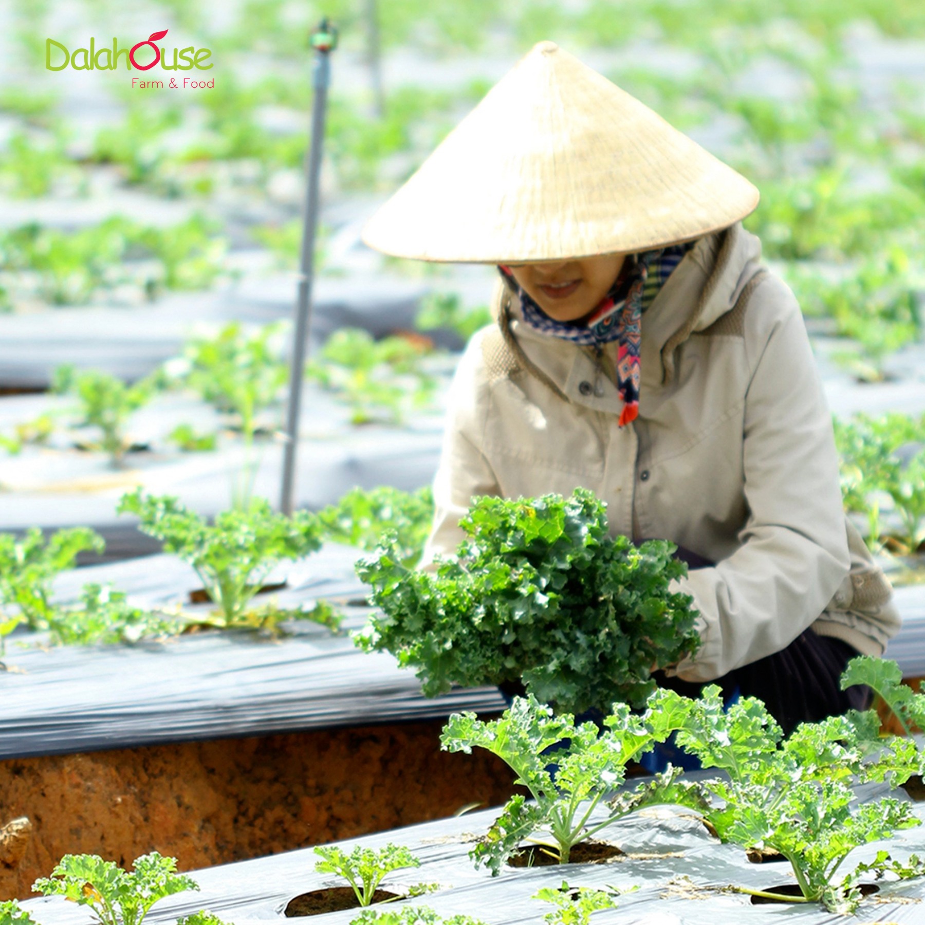 Combo thảo dược xông mặt Dalahouse