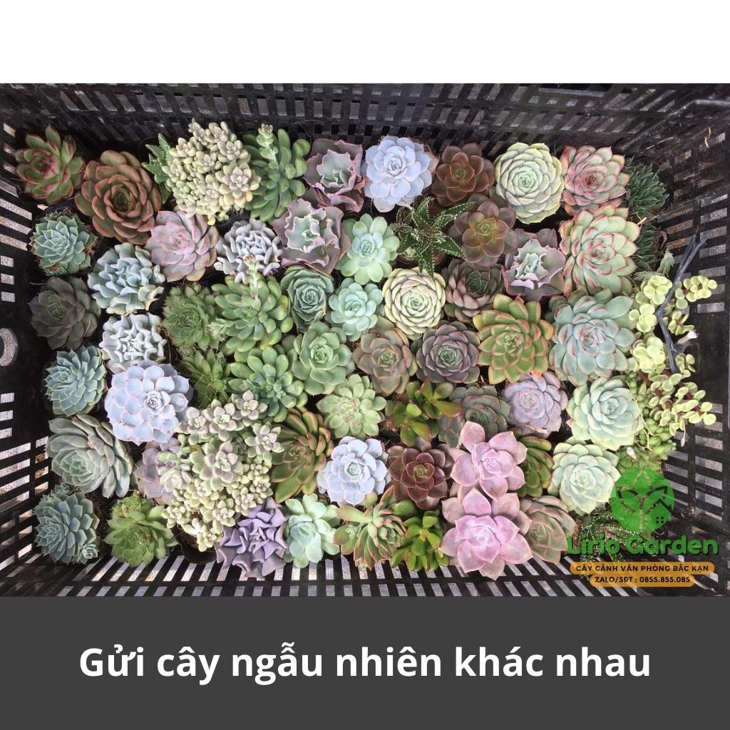 combo 10 cây sen đá size bầu