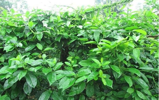 cây thìa canh lá nhỏ giống