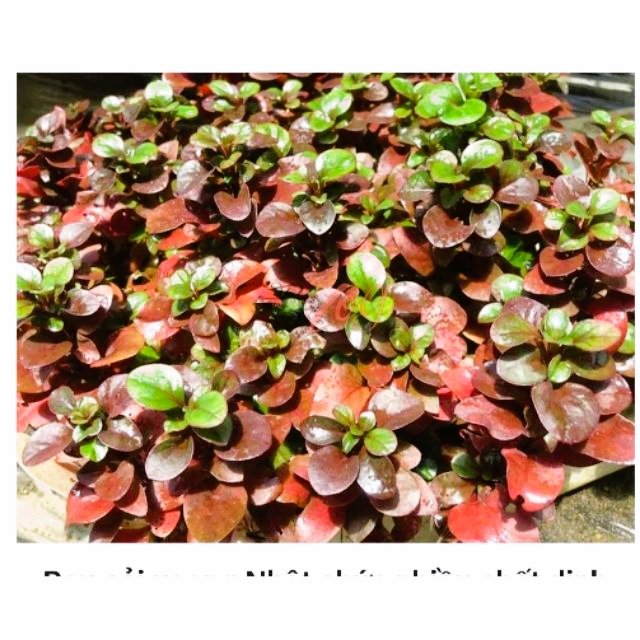 CÂY HỒNG KÉP THỦY SINH (15 ngọn)