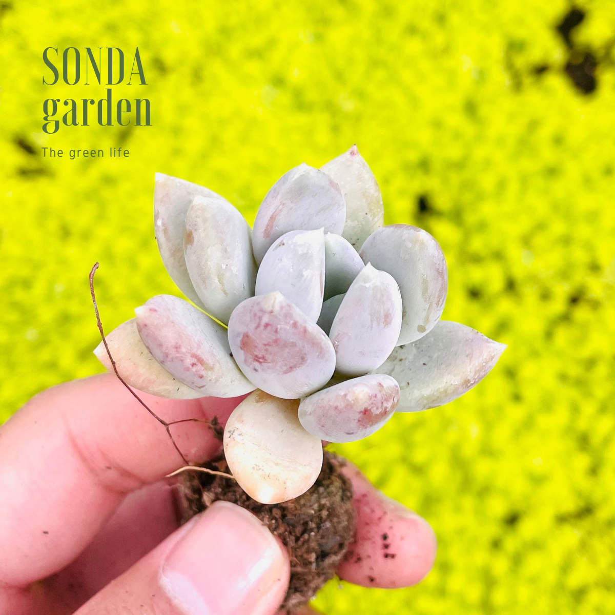 SEN ĐÁ SỎI XANH SIZE MINI LỖI 1 ĐỔI 1