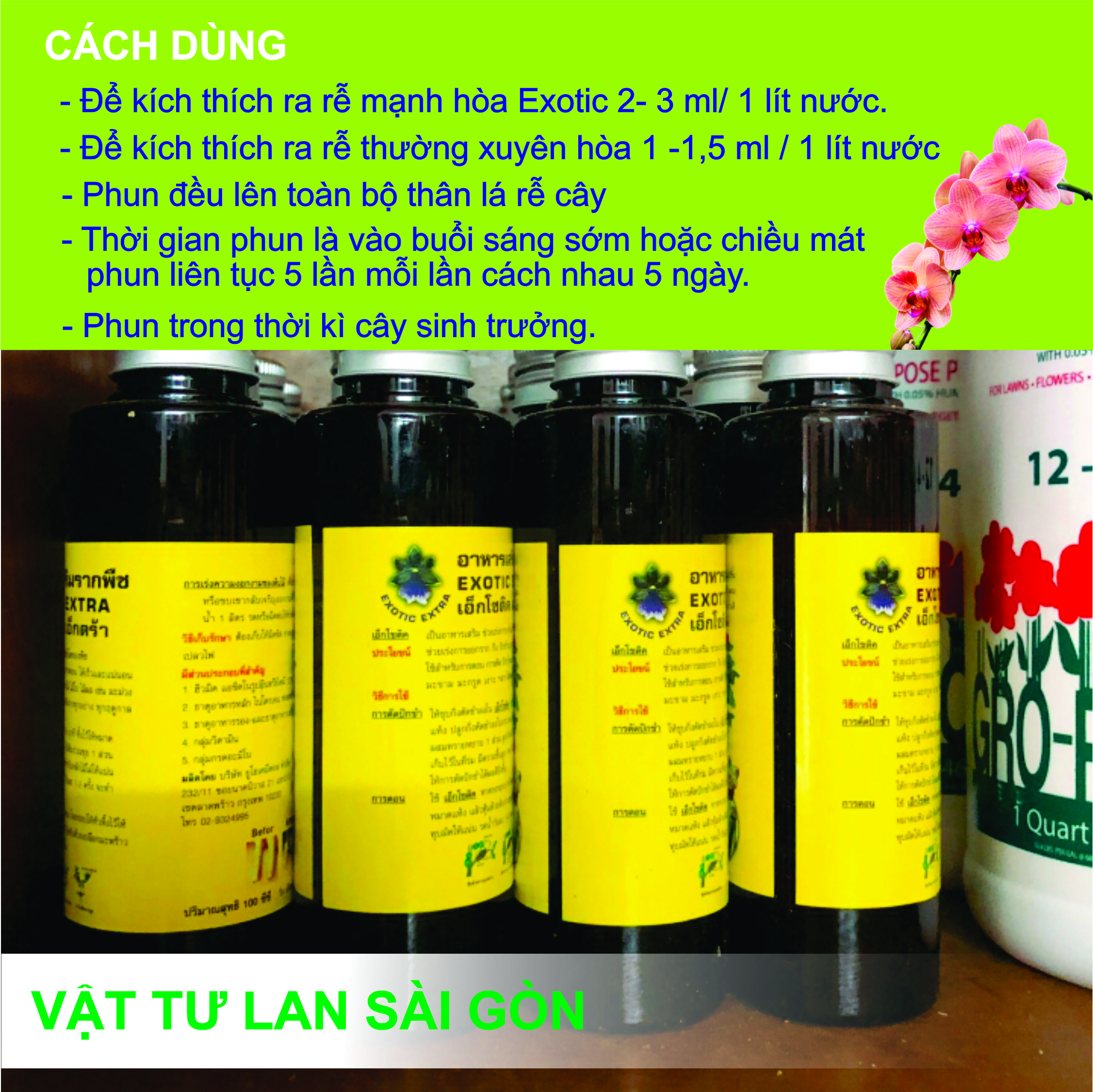 [HCM]KÍCH RỄ EXOTIC THÁI