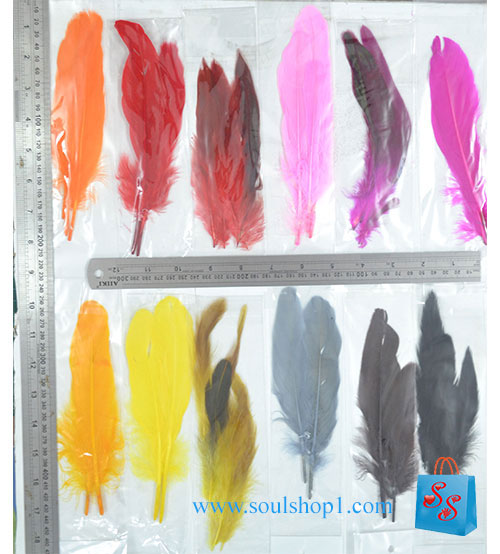 Lông vũ dài: lông cánh / lông đuôi dài khoảng 20 cm