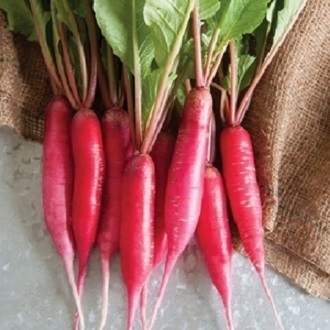 [Seeds] Hạt giống củ cải đỏ dài RD715, đóng gói 2gr (khoảng 200 hạt)