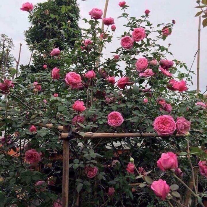 Hoa Hồng Cổ Sapa - cây tree thân gỗ ( cây nguyên bản)