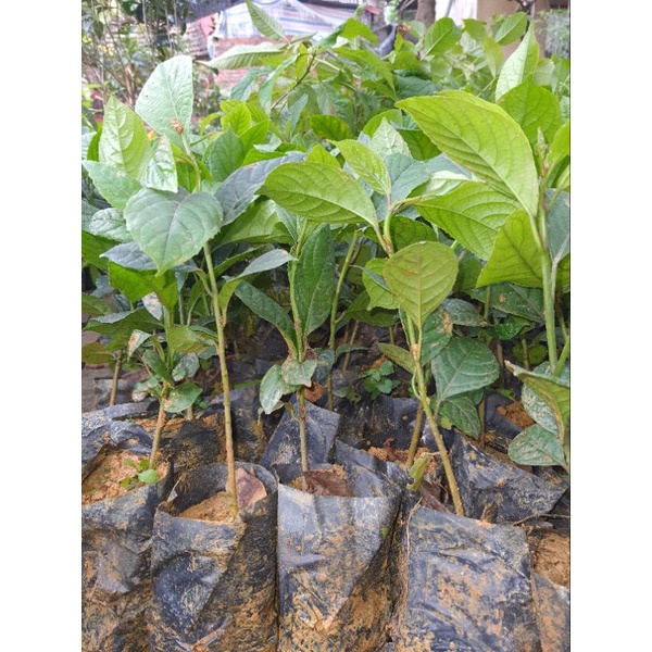 cây giống dâu da đỏ