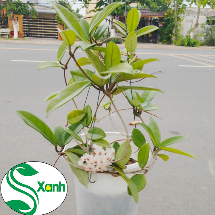 Lan Cẩm Cù Chậu Treo
