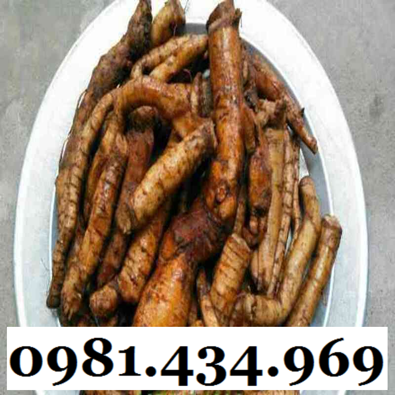AN THAI- Củ Gai Tươi (Tầm Ma, Trữ Ma Căn) 01KG Ngon