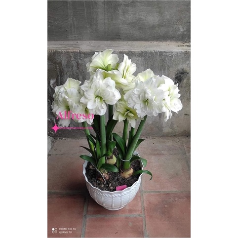 Củ hoa Huệ kép(set 5 củ) HOA Tết