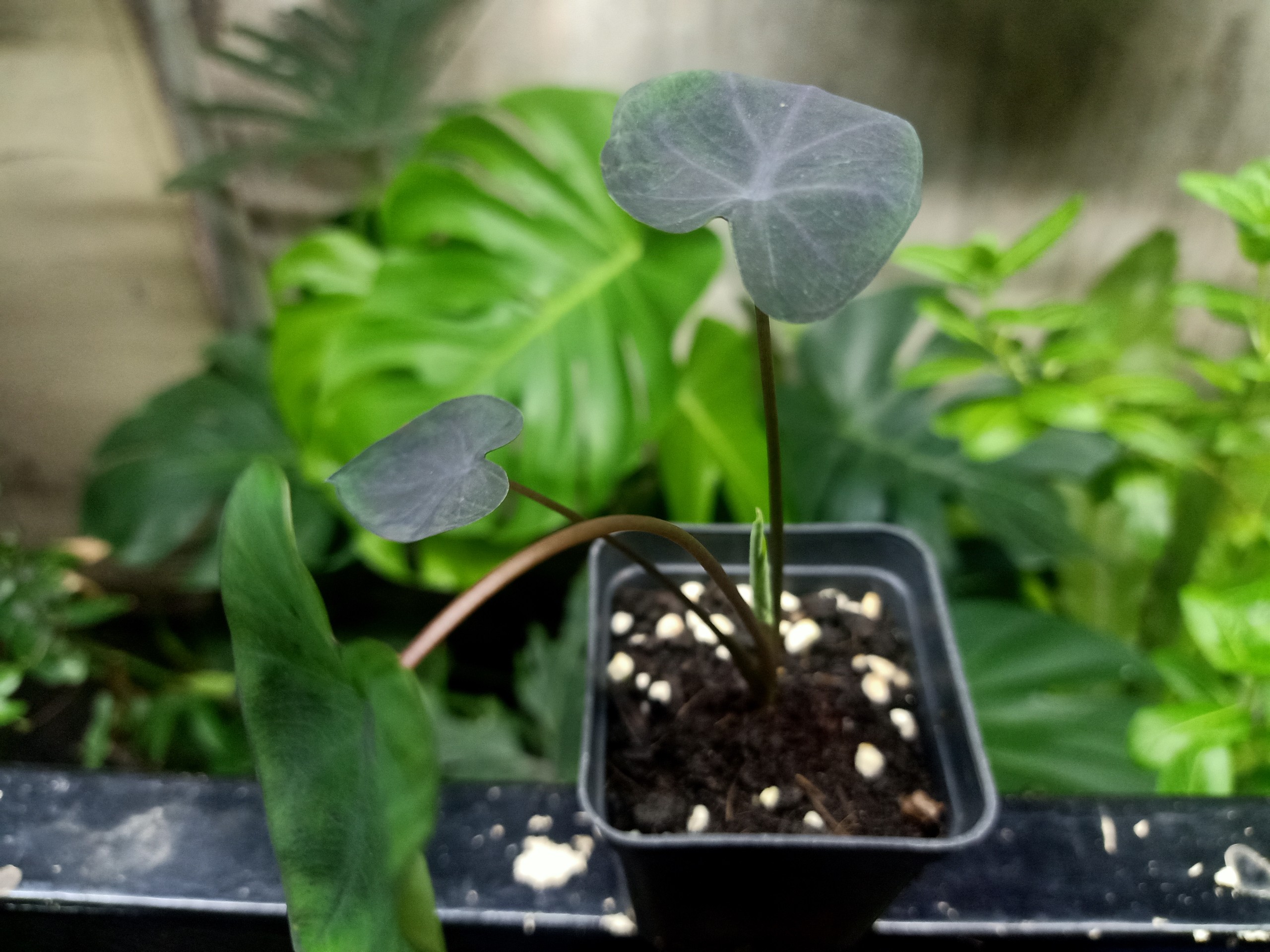 Môn Đen ( Colocasia Black Coral)