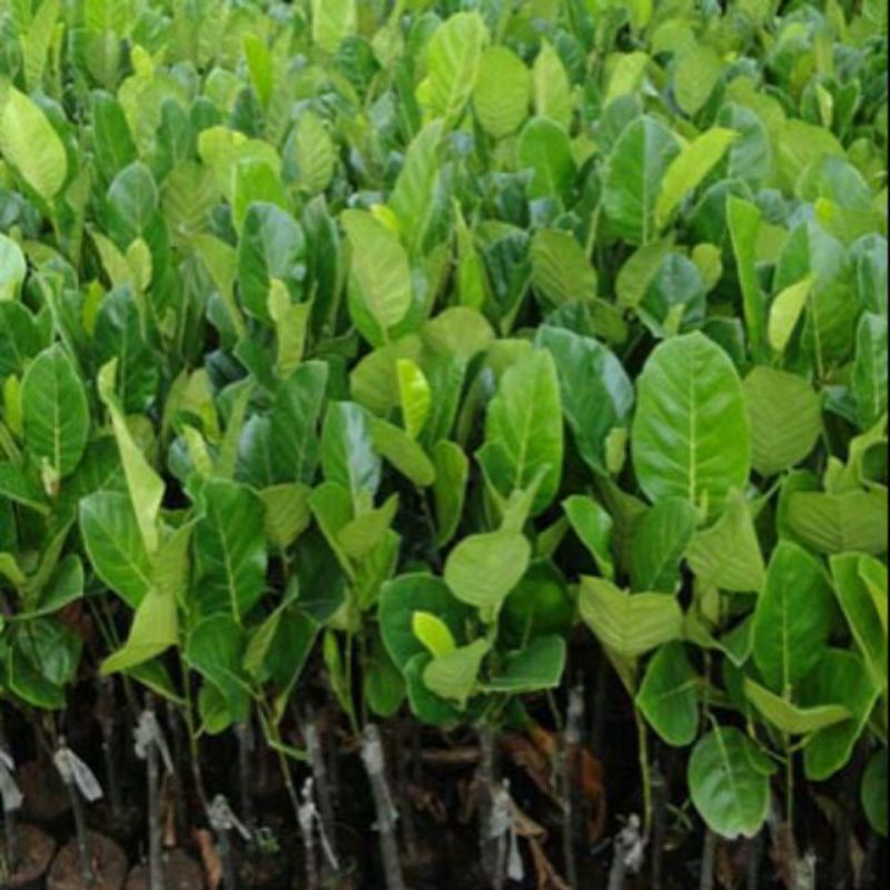 MÍT KHÔNG HẠT CÂY GHÉP