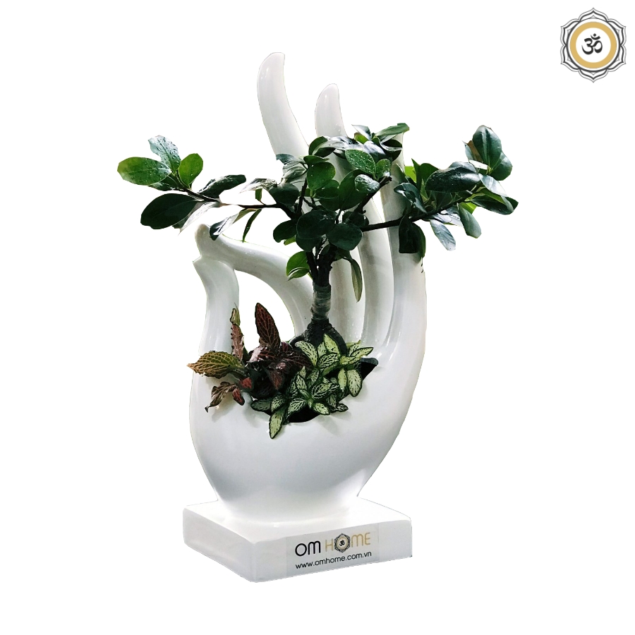 Ấn Vô Úy Có Cây Om Home (Trồng sẵn cây và chỉ giao nội thành Hồ Chí Minh)