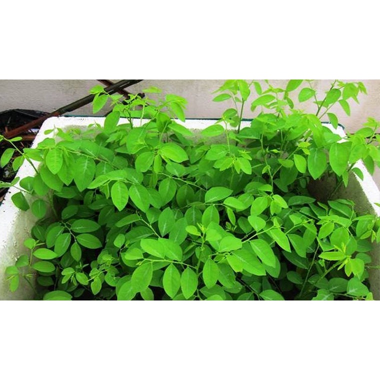 Rau ngót hàng bầu.