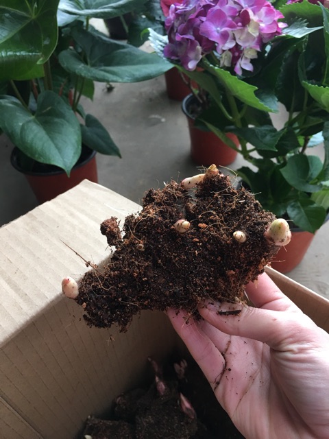 Củ mẫu đơn Trung Quốc hoa đại đoá.