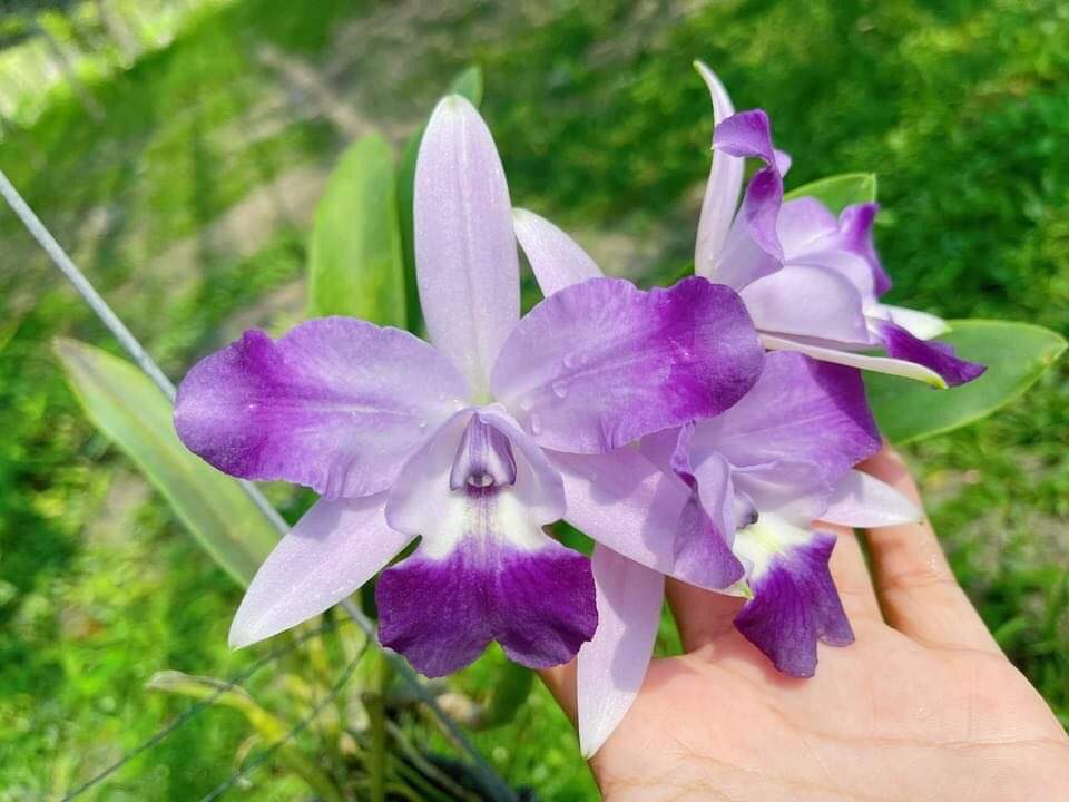 Hoa lan catt angle kiss