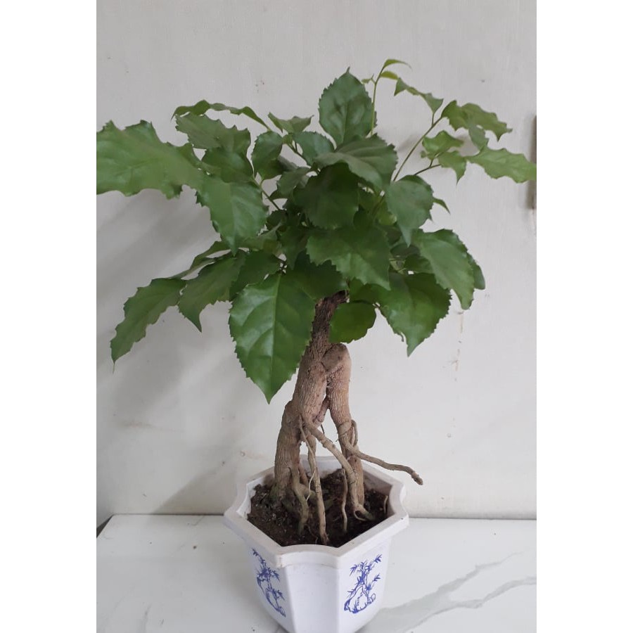 CÂY HẠNH PHÚC PHONG THỦY- cây bonsai mini để bàn