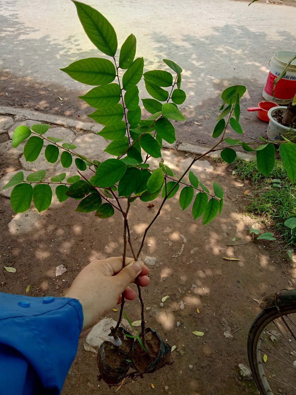 Cây giống Khế ngọt B10 Malaysia