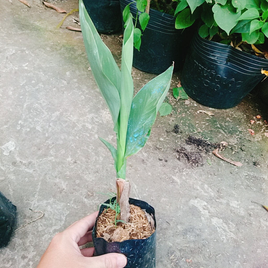 Cây Chuối Hoa thái (màu cam, thân lùn) - cây cảnh sân vườn