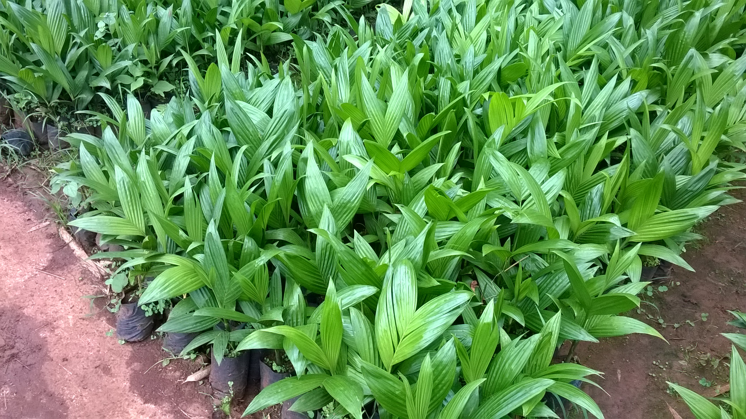 CÂY GIỐNG CAU ĂN TRẦU TỨ QUÝ [ CAU cao 4 MÙA RA QUẢ QUANH NĂM, TRỒNG KINH TẾ ] [ hình thật ]