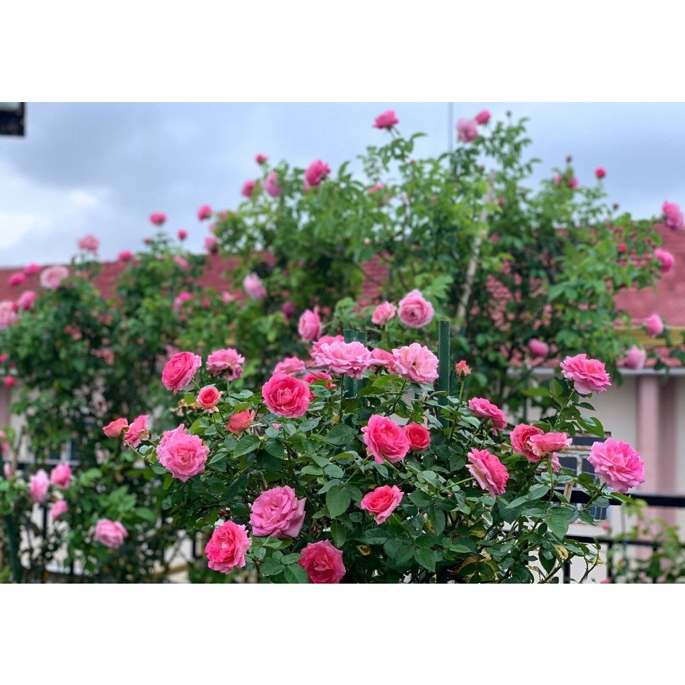Gốc Hoa Hồng ngoại đủ 30 màu ( ảnh thật ở cuối)