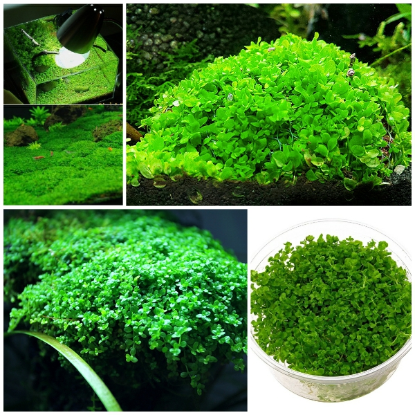 TRÂN CHÂU NGỌC TRAI THỦY SINH (1 TẤT)