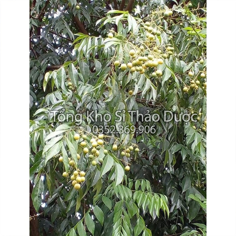 Hạt mắc mật khô 1kg (hạt móc mật,gia vị tẩm ướp, đặc sản Tây Bắc)