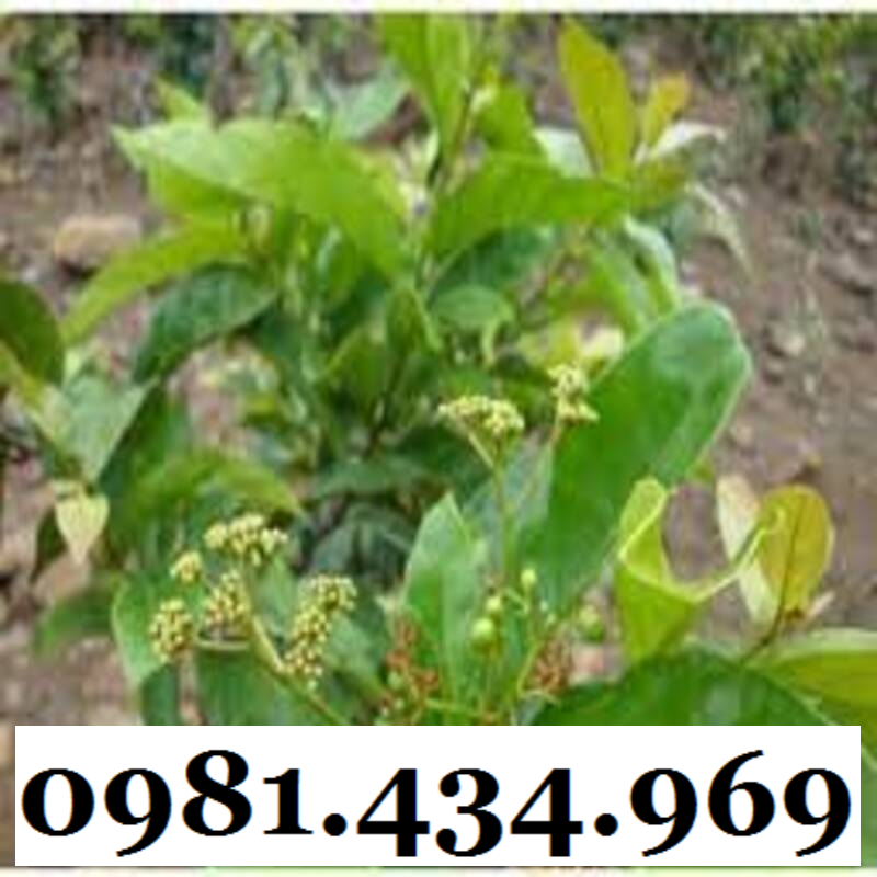 Cây Bầu Đất Khô 01KG Hàng Rừng Thơm