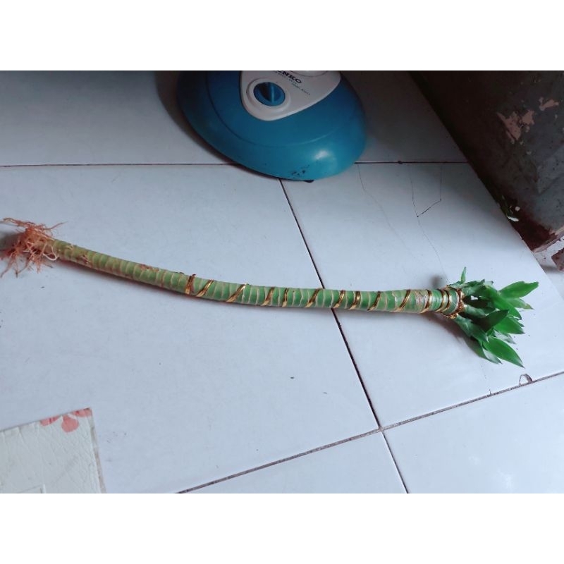 Trúc Phú Quý Bán Lẻ Từng Cây(1 cây)