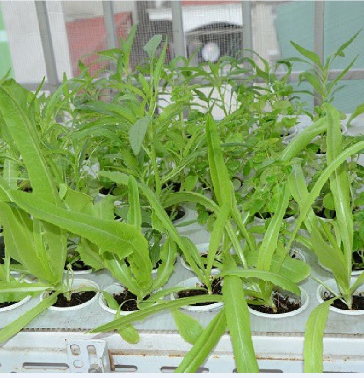 Hạt giống Rau diếp thơm đặc biệt