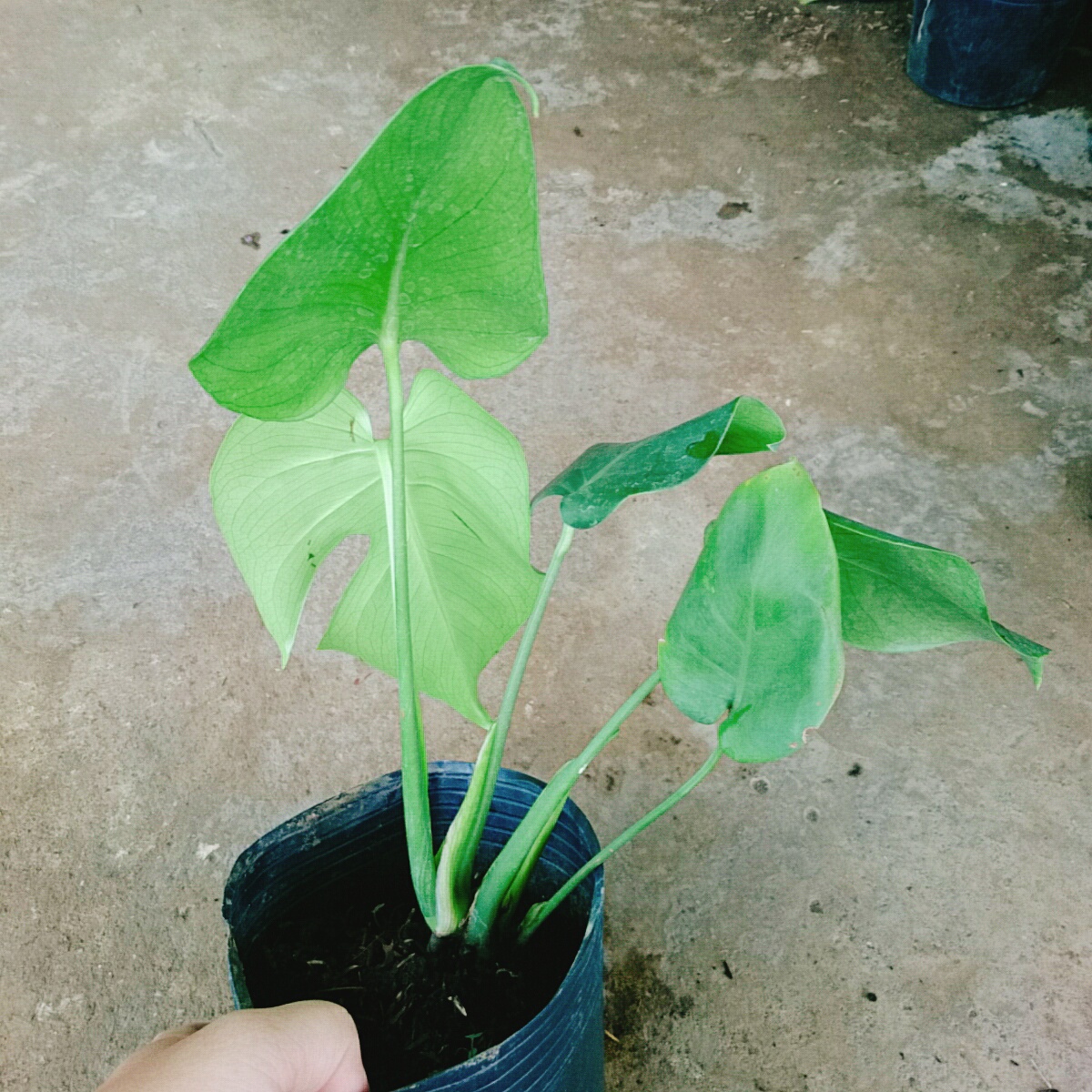 Trầu Bà Lá Xẻ - trầu bà nam mỹ