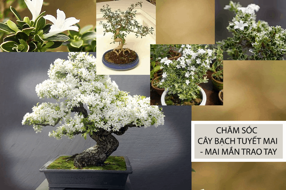 Hoa Bạch Tuyết Mai -chậu cây lớn