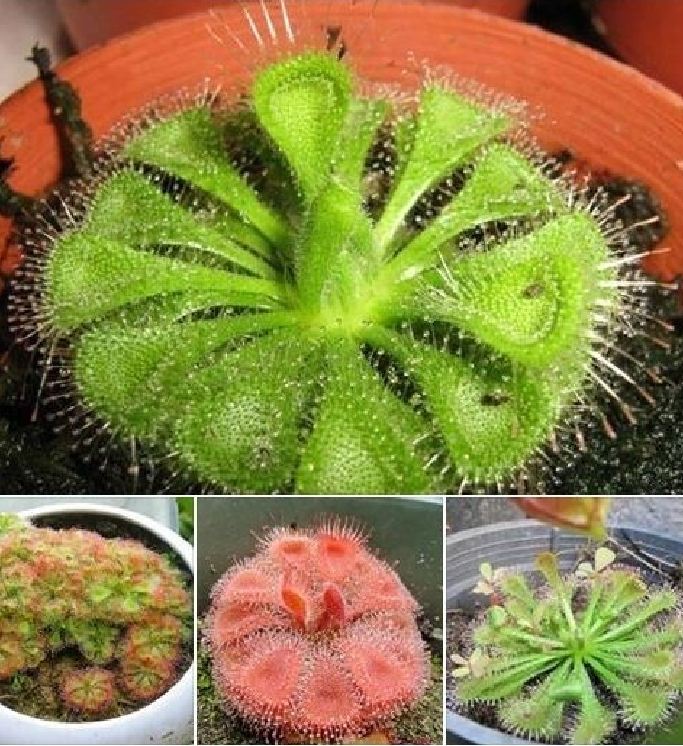 Hạt giống cây bắt mồi gọng vó 10 hạt ( Kèm 3 Viên Nén Sơ Dừa Ươm Hạt )