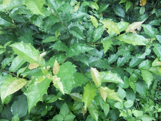 xạ đen khô 1kg