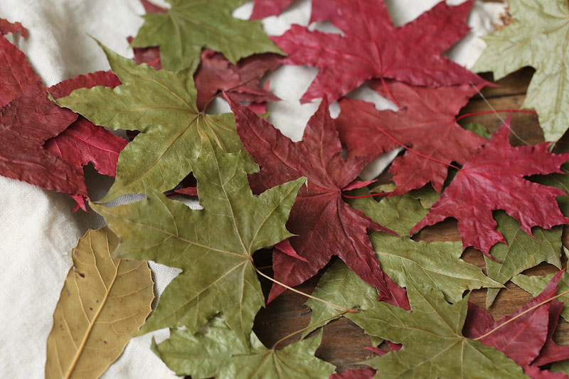 Natural%20Maple%20Leaf%20Dry%20Leaves%20Autumn%20Fall%20Foliage%20Red%20Color%20For%20Photography%20Props%20Photo%20Studio%20Accessories%20Decoration%20-%20Image%205