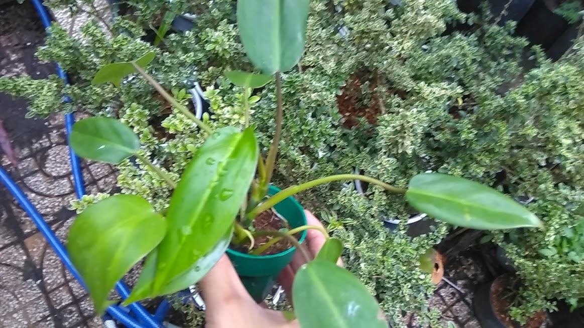 Cây trầu tỷ phú - Trầu bà tỷ phú
