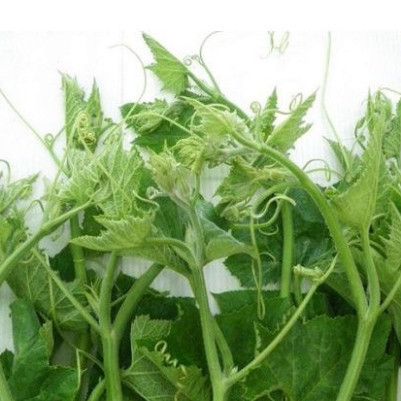 Hạt giống Bí siêu ngọn gói 20 gram