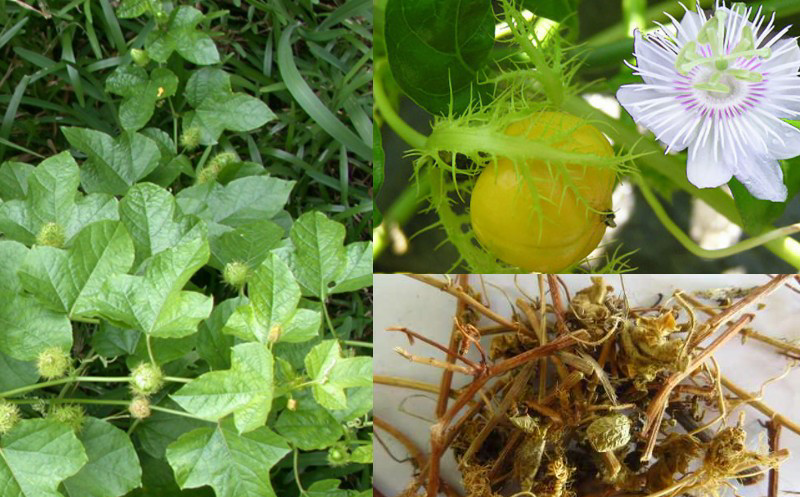 Cây lạc tiên (chùm bao )- cây giống