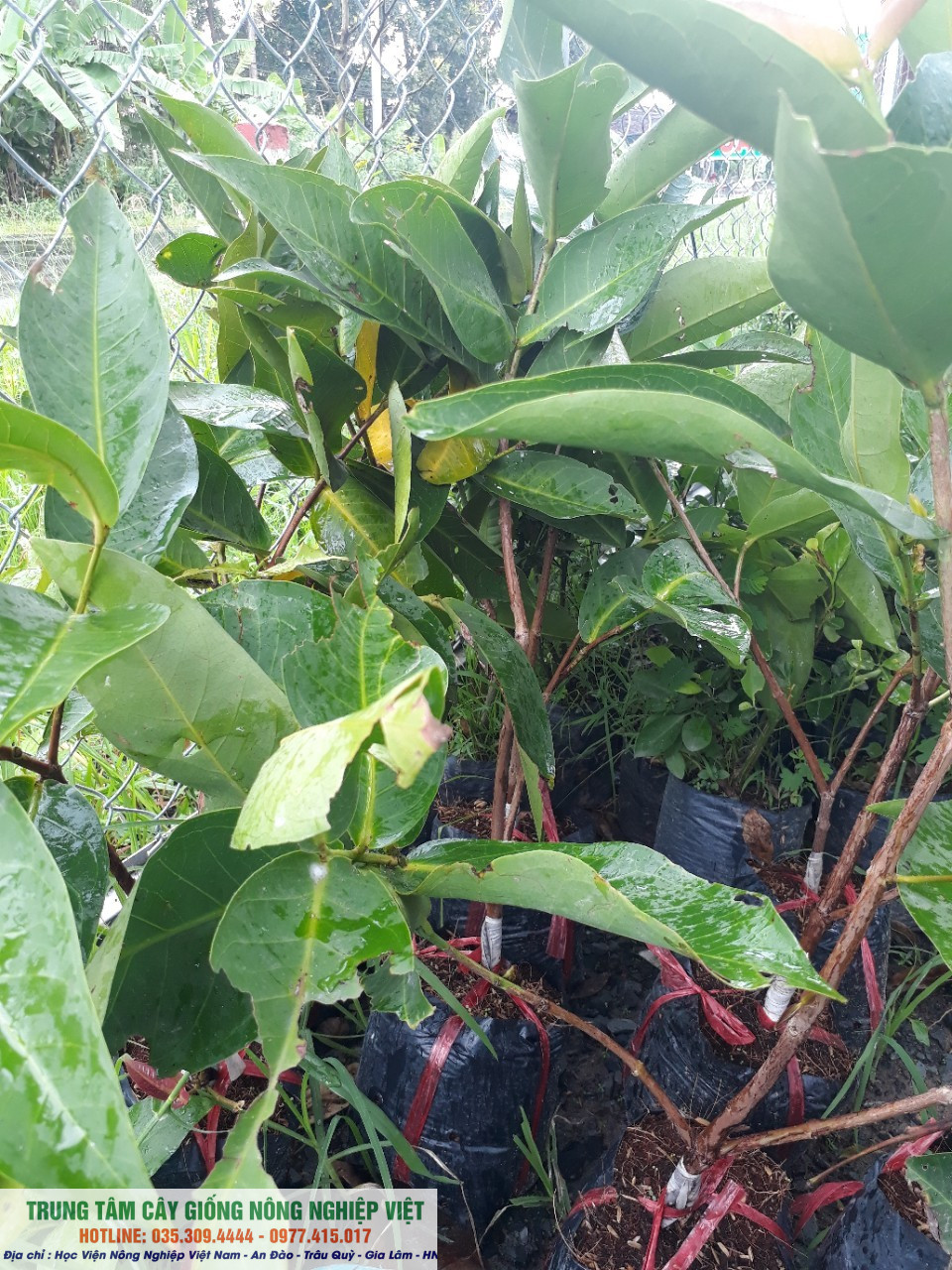 Cây roi xanh chuẩn giống ĐHNN