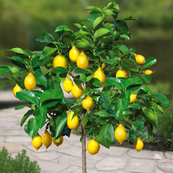 Cây chanh vàng Mỹ ( ảnh thật) chuẩn giống