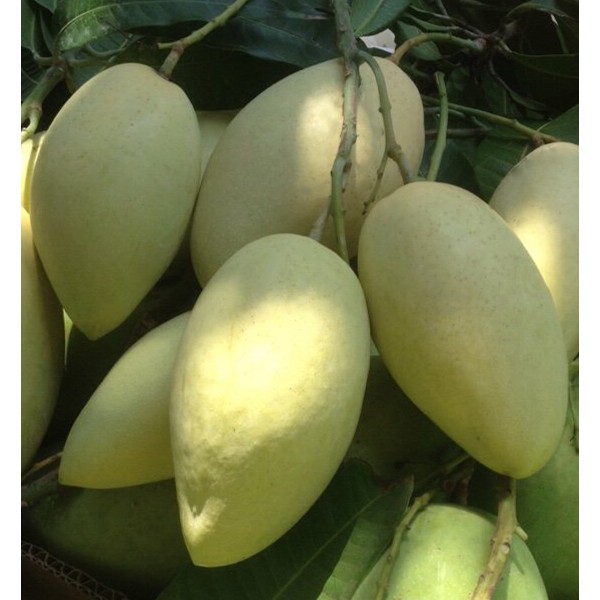 cây giống xoài cát hòa lộc