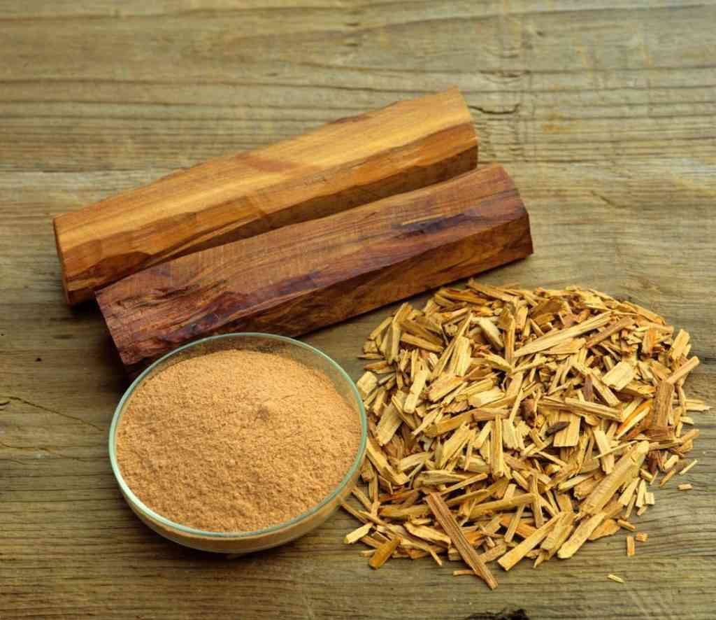 Cây giống gỗ đàn hương Ấn Độ thuần chủng