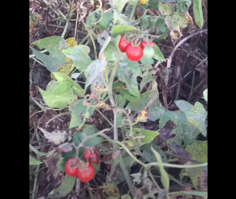 "Gói 20 "Hạt giống cà chua bi rừng ( cà chua bi dại ) [Seeds]
